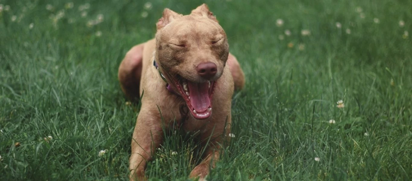 Έβαλαν πιτ-μπουλ να επιτεθούν σε τεχνικούς της ΔΕΗ όταν πήγαν να τους κόψουν το ρεύμα: «Φάτε τους»!